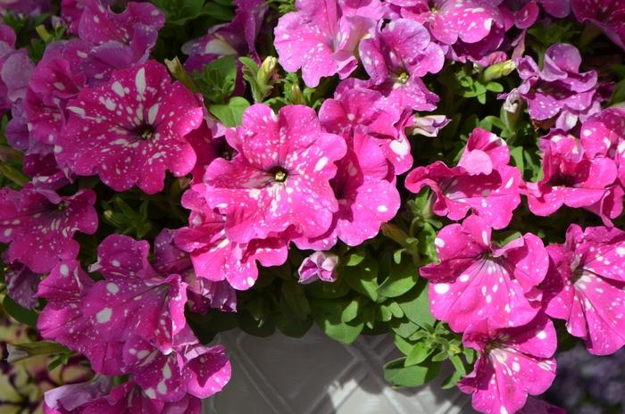 Petunia Headliner™ Pink Sky