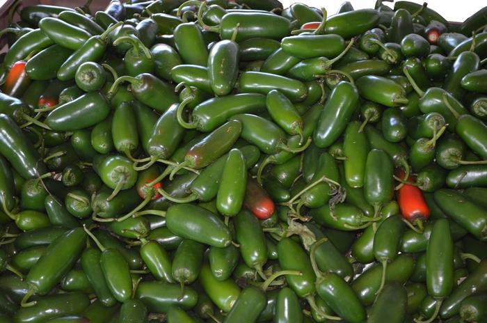 Capsicum annuum Jalapeño