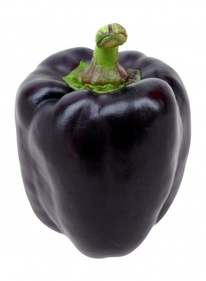 Capsicum annuum Purple Beauty