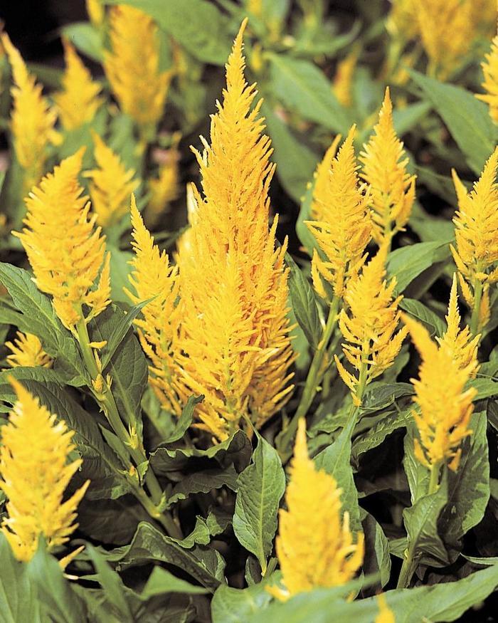Celosia argentea Castle Yellow