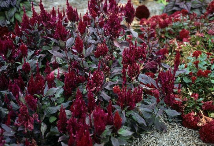 Celosia argentea var. plumosa New Look