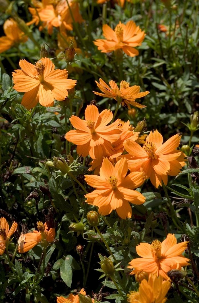 Cosmos bipinnatus Cosmic Orange