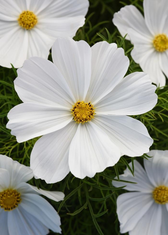 Cosmos bipinnatus Sonata™ White