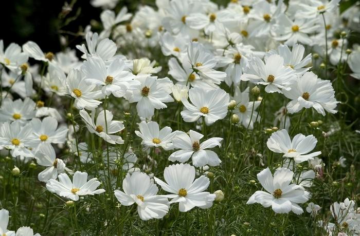 Cosmos bipinnatus Sonata™ White