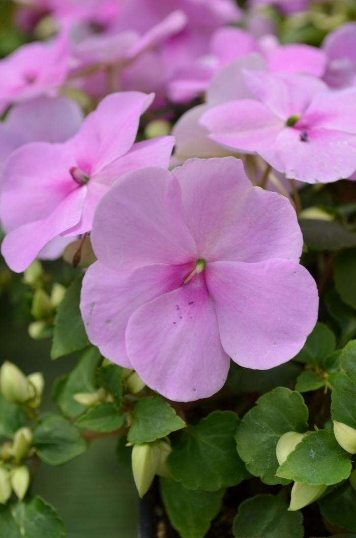 Impatiens walleriana Super Elfin® XP Blue Pearl