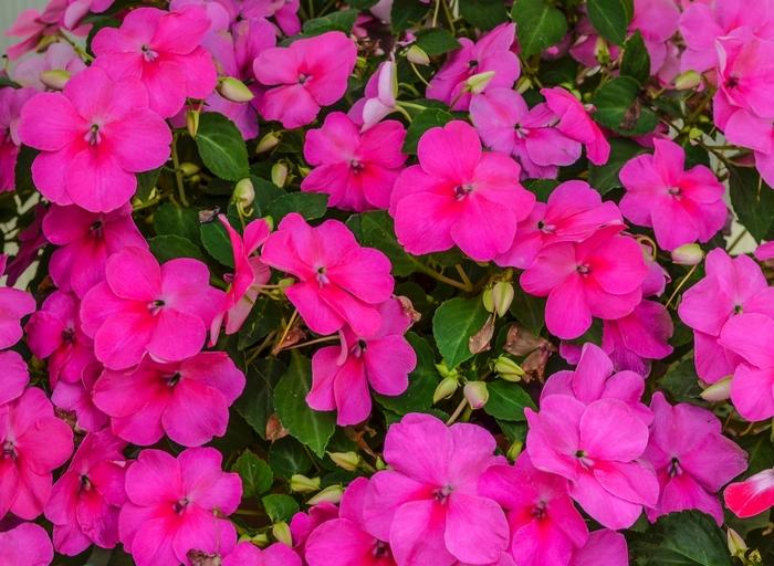 Impatiens walleriana Super Elfin® XP Deep Pink