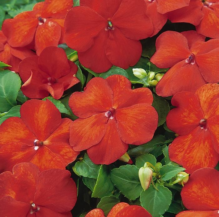 Impatiens walleriana Super Elfin® Orange