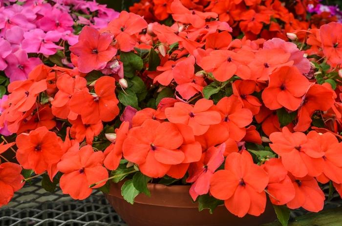 Impatiens walleriana Super Elfin® XP Salmon IPD