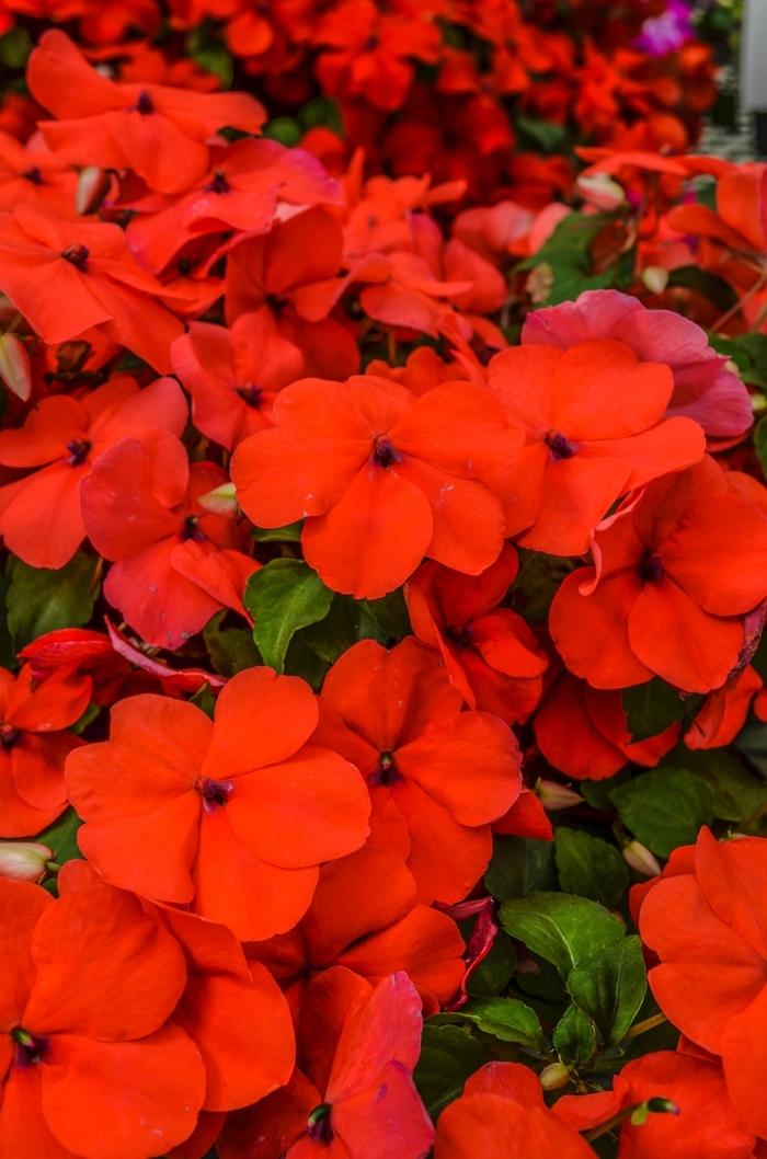 Impatiens walleriana Super Elfin® XP Salmon IPD