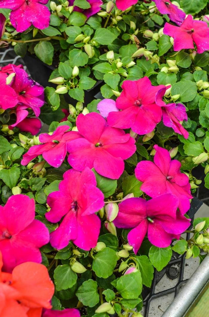 Impatiens walleriana Super Elfin® XP Violet