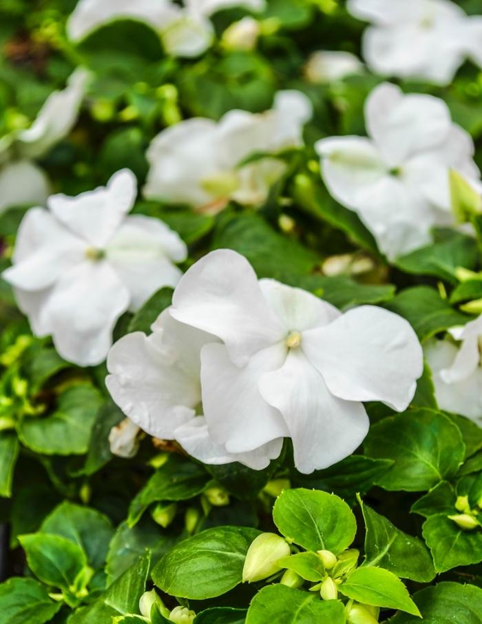 Impatiens walleriana Super Elfin® XP White