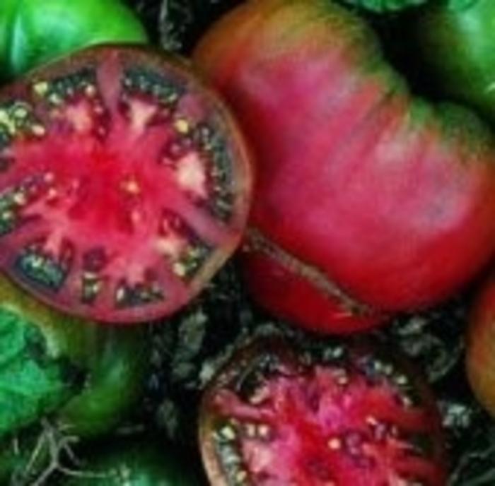 Lycopersicon esculentum Black Krim