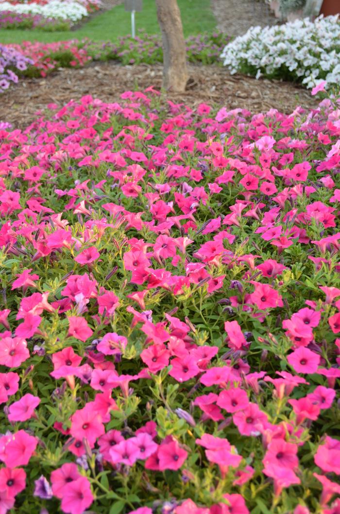 Petunia Supertunia Vista® Fuchsia