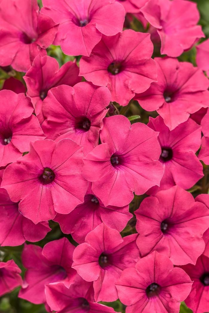 Petunia Supertunia Vista® Fuchsia