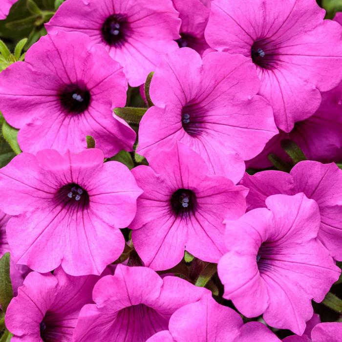 Petunia Supertunia Vista® Jazzberry®