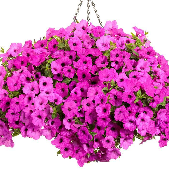 Petunia Supertunia Vista® Jazzberry®