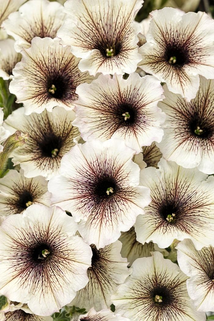 Petunia Supertunia® Latte