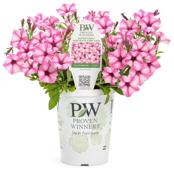 Petunia Supertunia® Mini Vista™ Pink Star