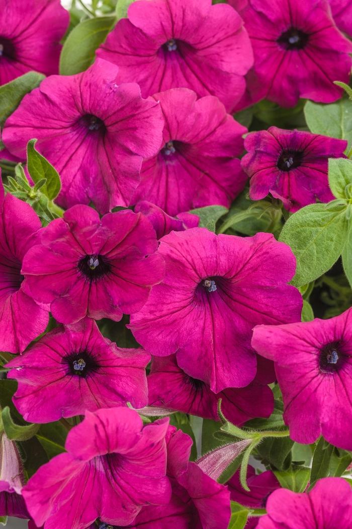 Petunia Supertunia® Royal Magenta®