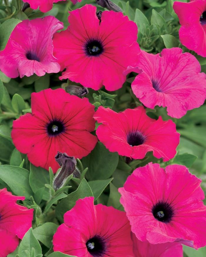 Petunia Supertunia® Royal Magenta®