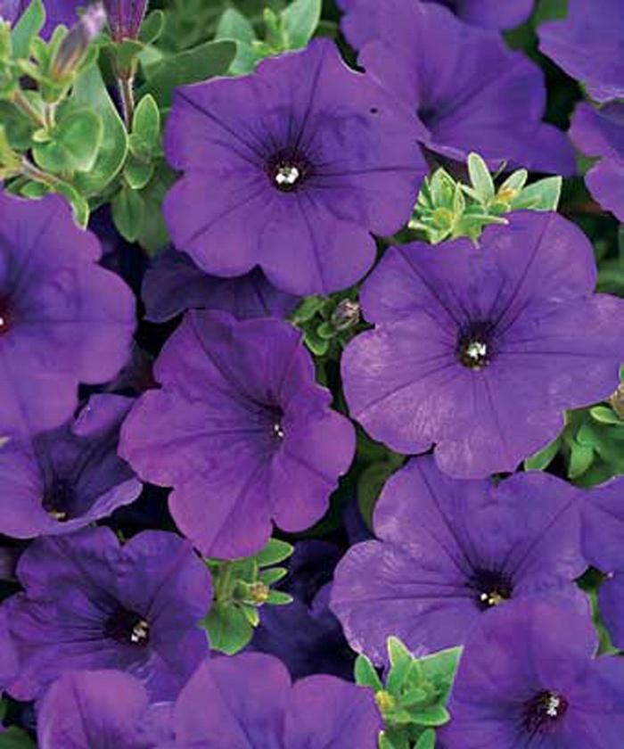 Petunia Supertunia® Royal Velvet®