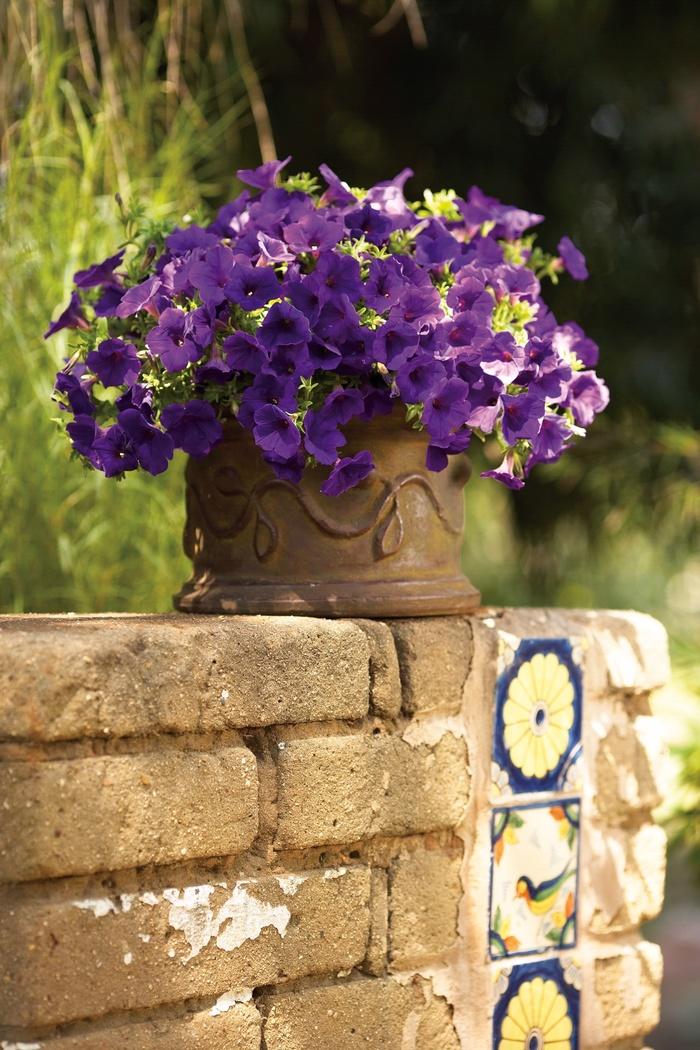 Petunia Supertunia® Royal Velvet®