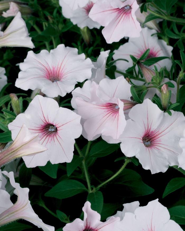 Petunia Supertunia Vista® Silverberry