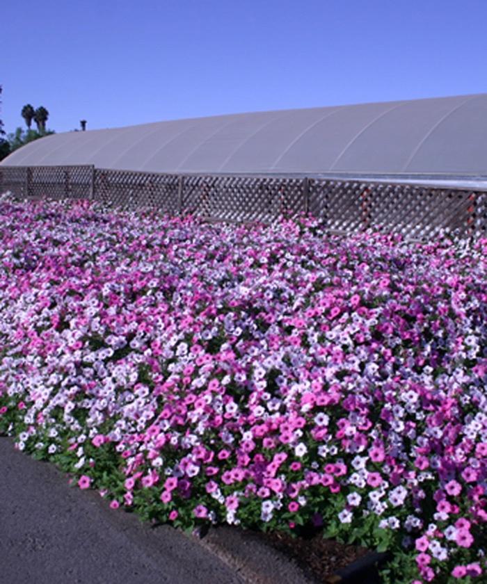 Petunia Supertunia Vista® Silverberry