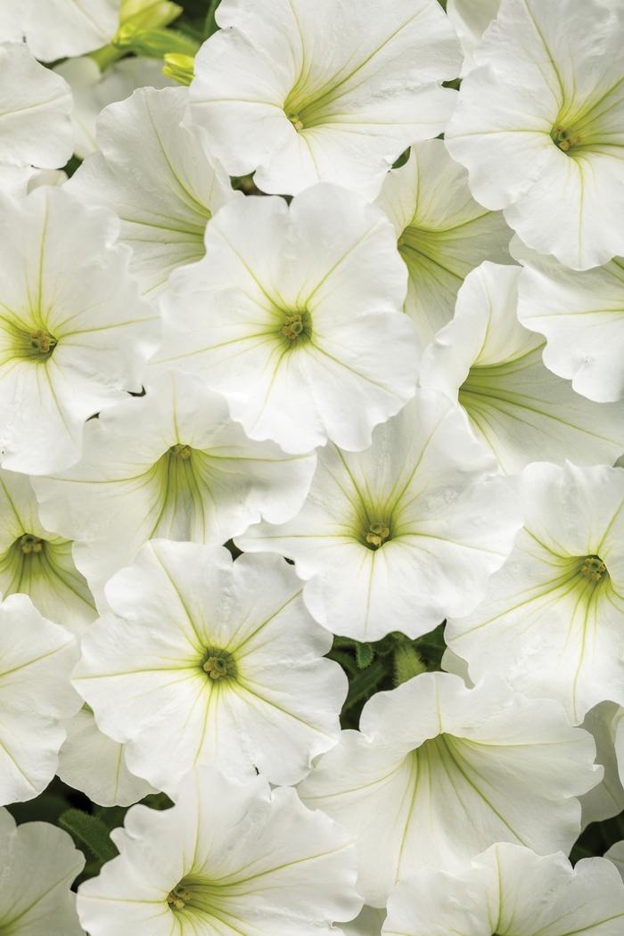 Petunia Supertunia Vista® Snowdrift™