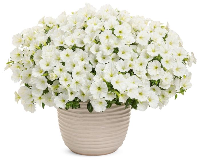 Petunia Supertunia Vista® Snowdrift™