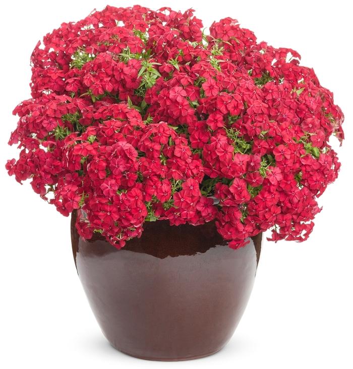 Phlox Intensia® Red Hot