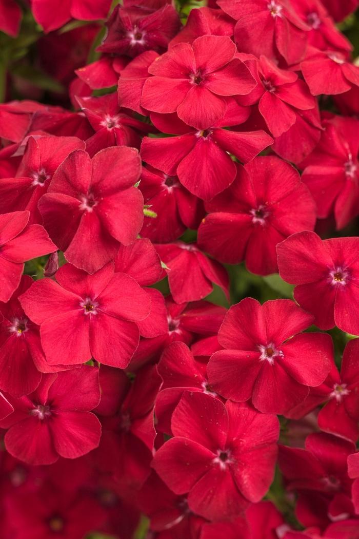 Phlox Intensia® Red Hot