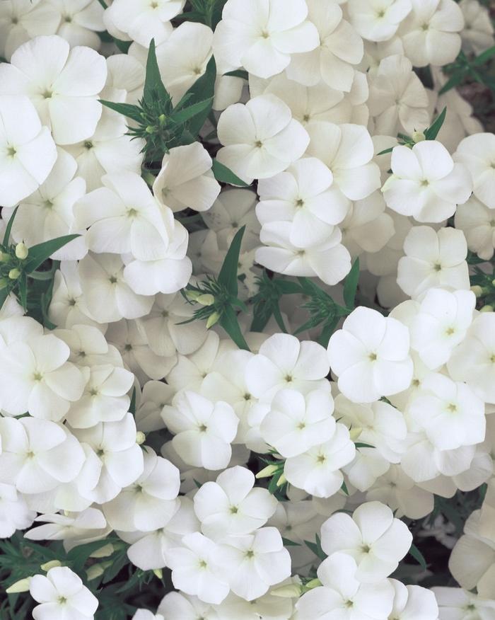 Phlox Intensia® White