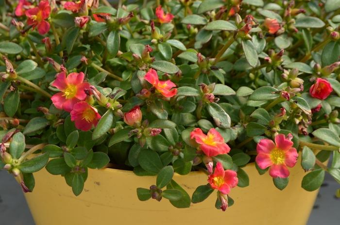 Portulaca oleracea Pazazz Nano™ Fuchsia