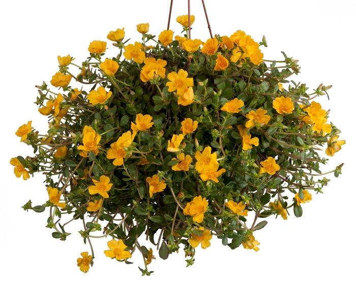 Portulaca oleracea Pazazz™ Jumbo Yellow