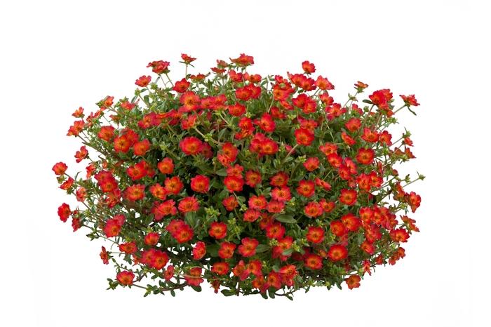 Portulaca oleracea Pazzaz™ Red Flare