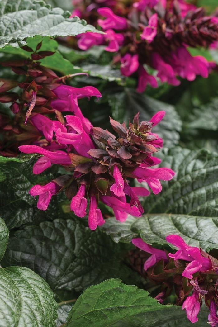 Salvia Rockin® Fuchsia