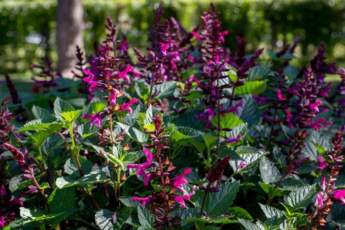 Salvia Rockin® Fuchsia