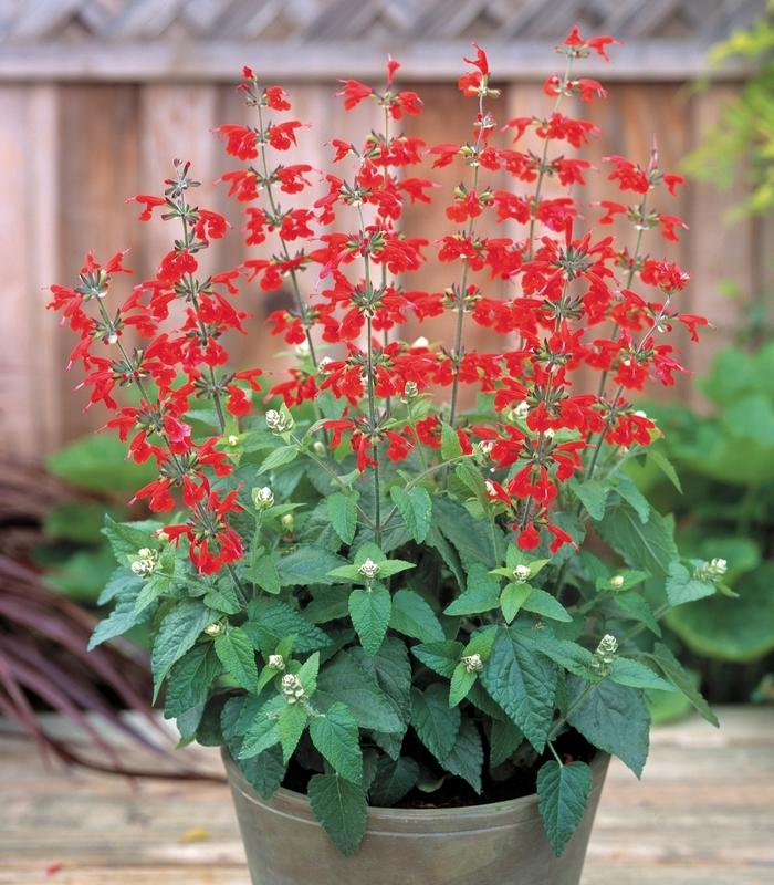 Salvia coccinea Summer Jewel™ Red 