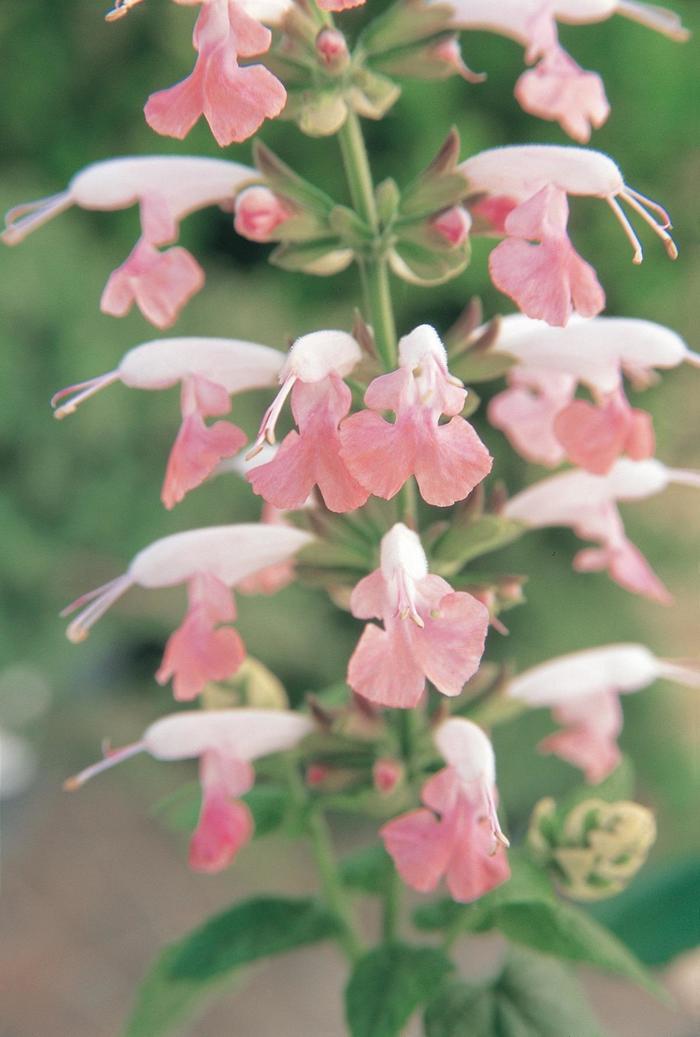 Salvia coccinea Summer Jewel™ Pink 