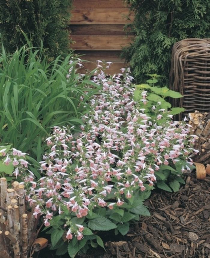 Salvia coccinea Summer Jewel™ Pink 