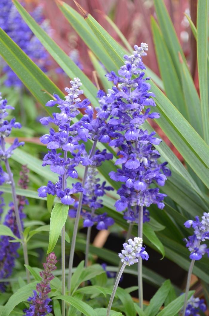 Salvia farinacea Cathedral™ Deep Blue