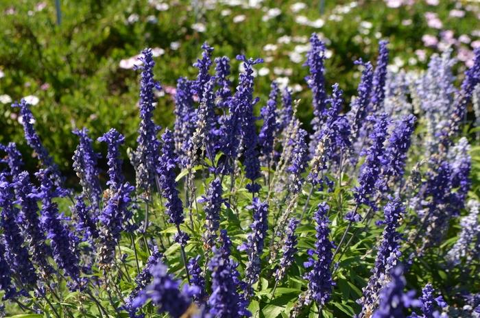 Salvia farinacea Cathedral™ Deep Blue