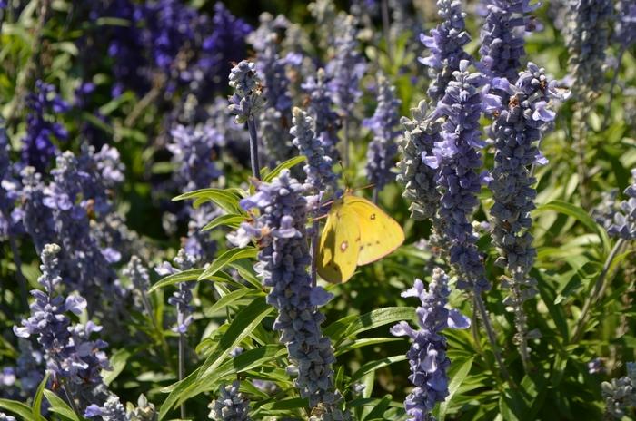 Salvia farinacea Cathedral™ Sky Blue