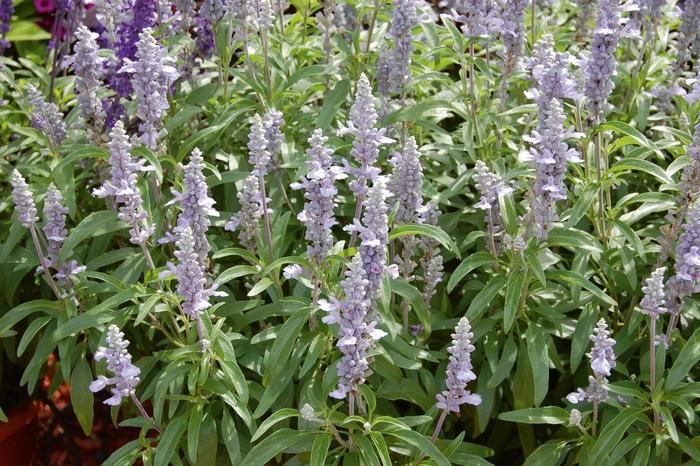 Salvia farinacea Cathedral™ Sky Blue