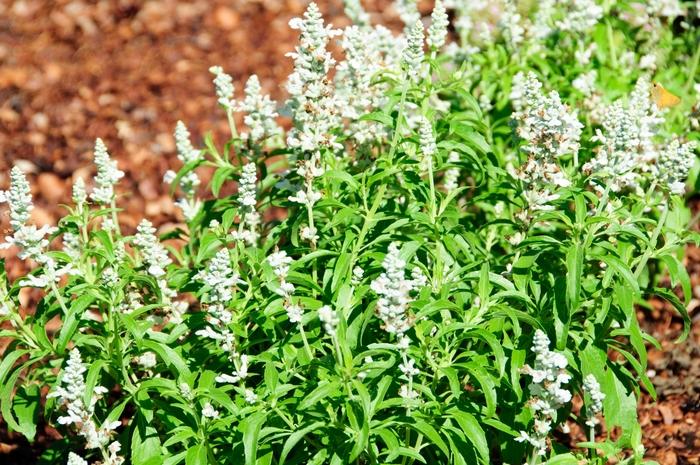 Salvia farinacea Cathedral™ White