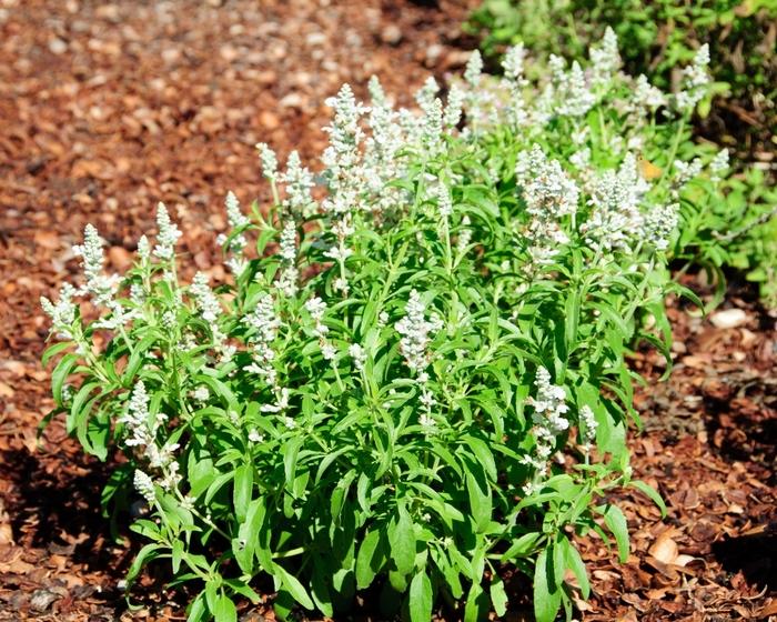 Salvia farinacea Cathedral™ White