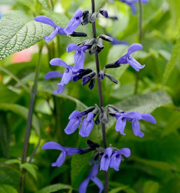 Salvia guaranitica Black & Bloom