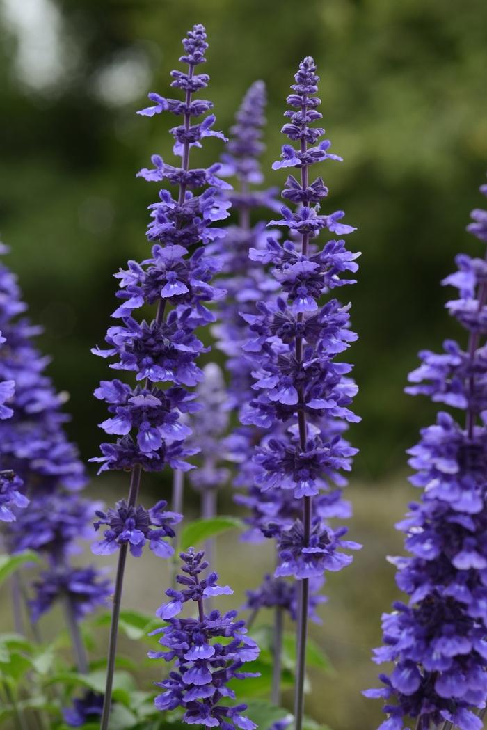 Salvia longispicata x farinacea Mystic Spires