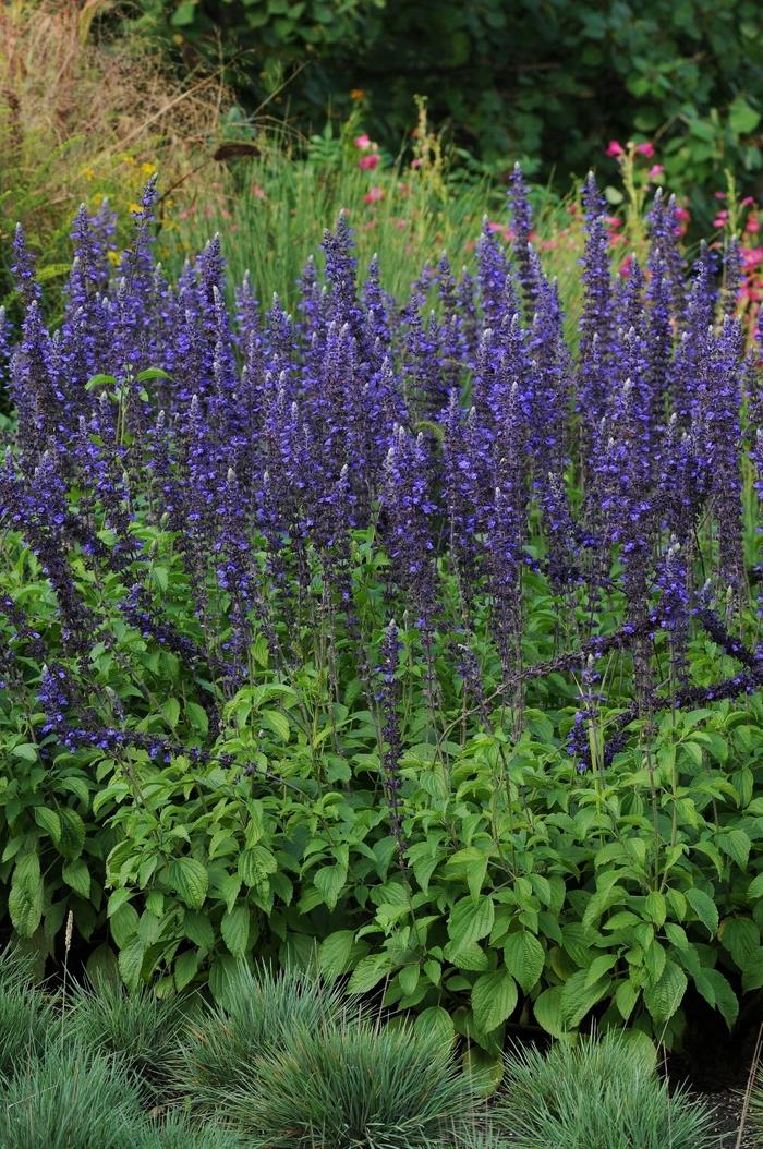 Salvia longispicata x farinacea Mystic Spires